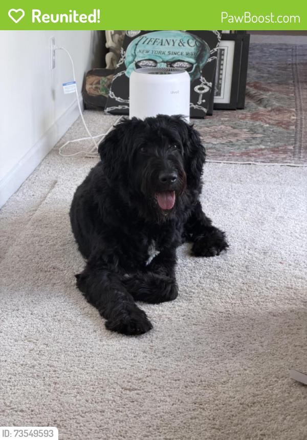 Reunited Male Dog last seen Lucile Ave, Acworth, GA 30101