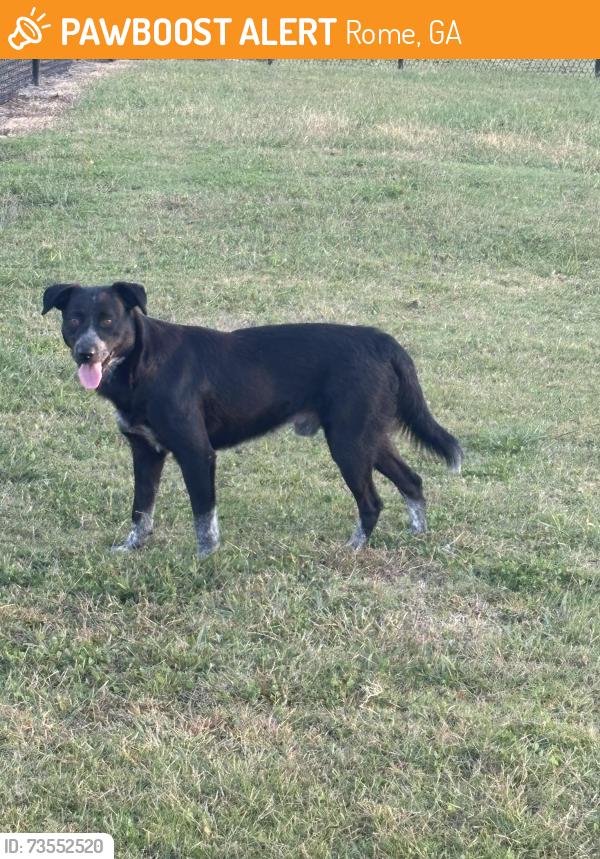 Found/Stray Male Dog last seen Shag Williams Park, Rome, GA 30161