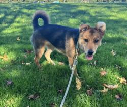 Reunited Male Dog last seen Ravine and Farm Ave, New Castle County, DE 19810