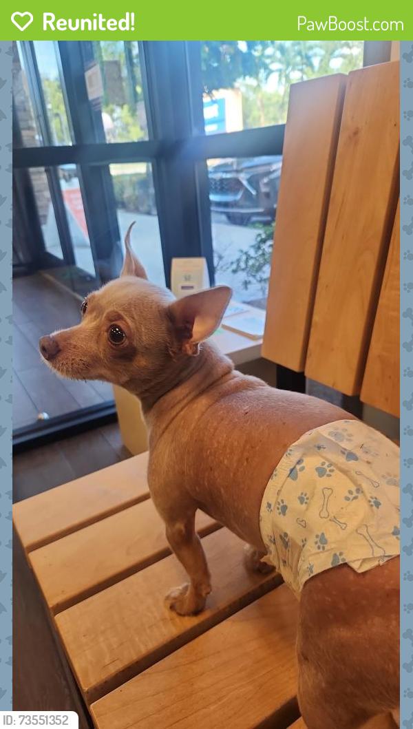 Reunited Female Dog last seen https://maps.app.goo.gl/gQZRLAjZMt9X4z4H6?g_st=aw, Pembroke Pines, FL 33024