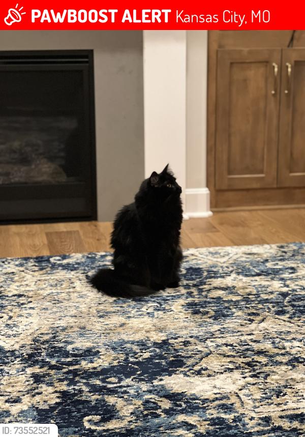 Lost Male Cat last seen Thousand Oaks, Kansas City, MO 64152