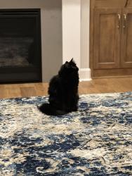 Lost Male Cat last seen Thousand Oaks, Kansas City, MO 64152
