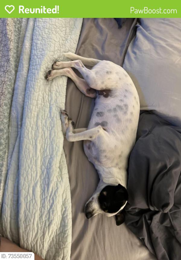 Reunited Female Dog last seen Carriage hse village, Temple, TX 76502