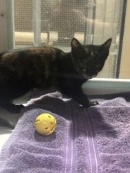 Shelter Stray Female Cat last seen Falls Church,VA.22041.Vista Dr/Glen Carlyn, Fairfax County, VA, 4500 West Ox Rd, Fairfax, VA 22030, USA