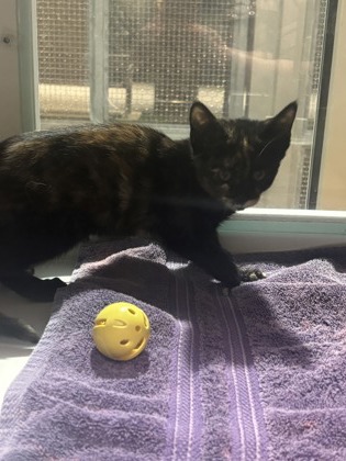 Shelter Stray Female Cat last seen Falls Church,VA.22041.Vista Dr/Glen Carlyn, Fairfax County, VA, 4500 West Ox Rd, Fairfax, VA 22030, USA