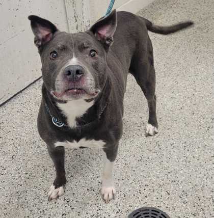 Shelter Stray Female Dog last seen 16th st and Mcgee, 64108, MO, 7077 Elmwood Ave, Kansas City, MO 64132, USA