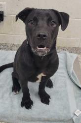 Shelter Stray Male Dog last seen Near E 11th St, 64126, MO, 7077 Elmwood Ave, Kansas City, MO 64132, USA