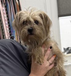 Shelter Stray Male Dog last seen E 80th St & Campbell St, 64131, MO, 7077 Elmwood Ave, Kansas City, MO 64132, USA