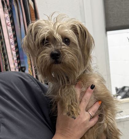Shelter Stray Male Dog last seen E 80th St & Campbell St, 64131, MO, 7077 Elmwood Ave, Kansas City, MO 64132, USA