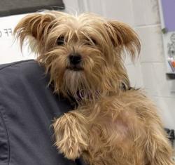 Shelter Stray Female Dog last seen E 80th St & Campbell St, 64131, MO, 7077 Elmwood Ave, Kansas City, MO 64132, USA