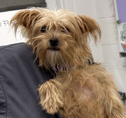 Shelter Stray Female Dog last seen E 80th St & Campbell St, 64131, MO, 7077 Elmwood Ave, Kansas City, MO 64132, USA