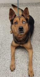 Shelter Stray Male Dog last seen Near E 60th St, 64130, MO, 7077 Elmwood Ave, Kansas City, MO 64132, USA