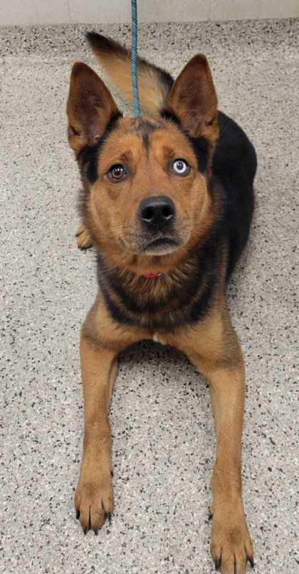 Shelter Stray Male Dog last seen Near E 60th St, 64130, MO, 7077 Elmwood Ave, Kansas City, MO 64132, USA