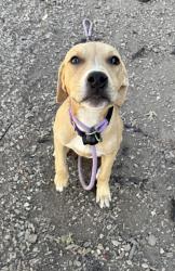 Shelter Stray Female Dog last seen Near Philips Rd, 30058, GA, 3280 Chamblee Dunwoody Rd, Chamblee, GA 30341, USA