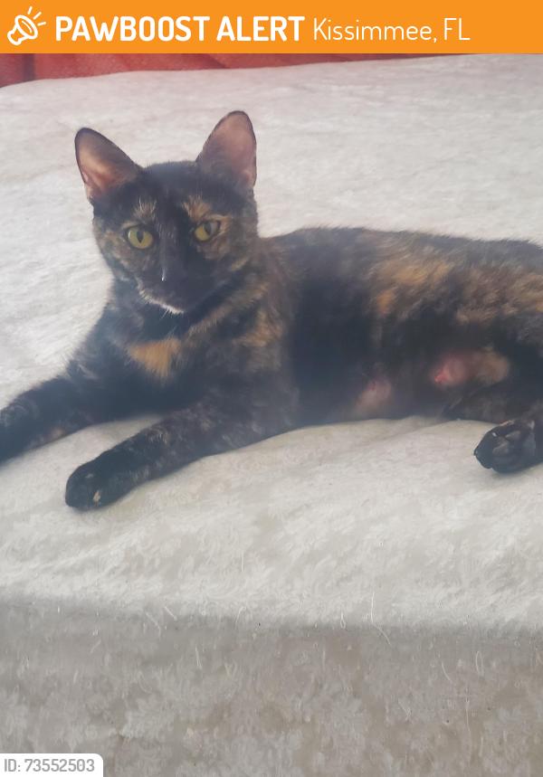 Found/Stray Female Cat last seen Marcasite Loop, Kissimmee, FL 34743