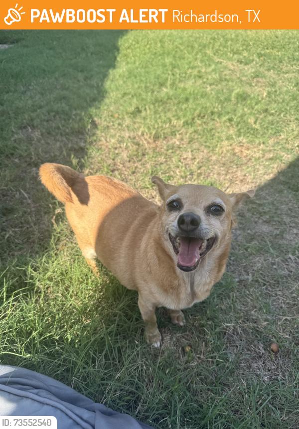 Found/Stray Male Dog last seen Aspen and North Spring Dr, Richardson, TX 75082