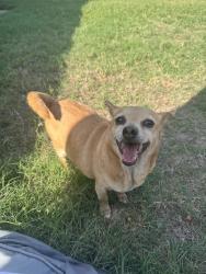 Found/Stray Male Dog last seen Aspen and North Spring Dr, Richardson, TX 75082