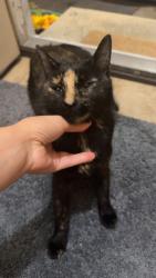 Found/Stray Unknown Cat last seen St Anthony/Bleecker, Utica, NY 13501