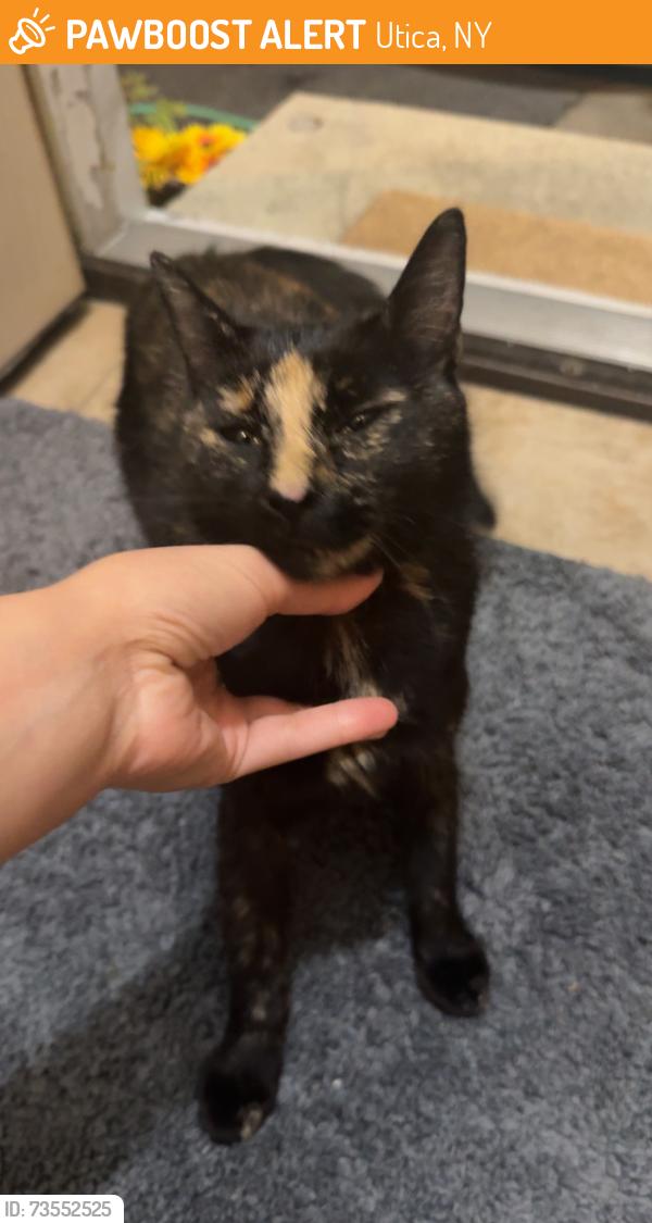 Found/Stray Unknown Cat last seen St Anthony/Bleecker, Utica, NY 13501