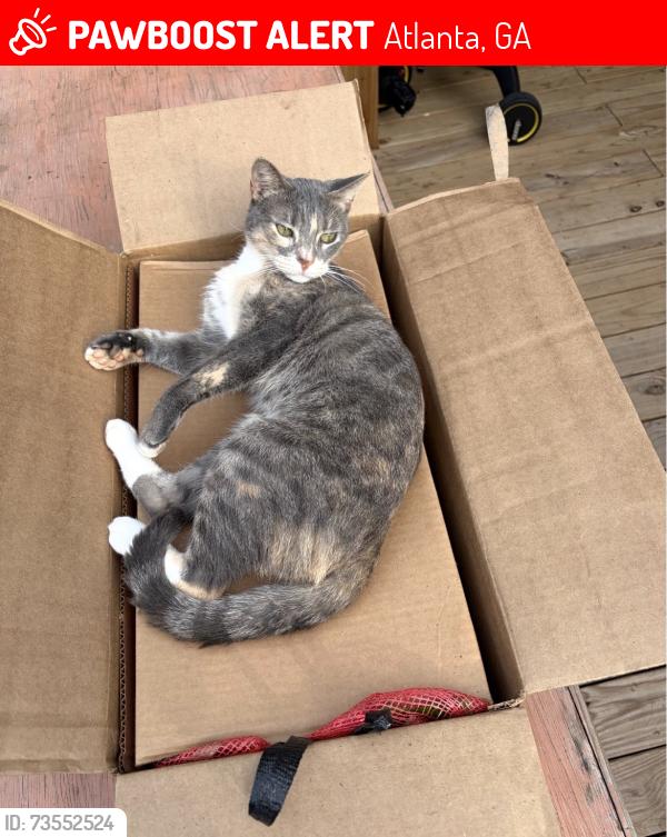 Lost Female Cat last seen Spence ave, Atlanta, GA 30317