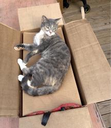Lost Female Cat last seen Spence ave, Atlanta, GA 30317