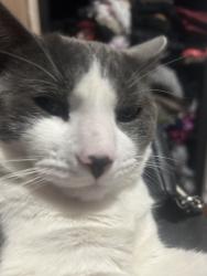 Lost Male Cat last seen Near Robson st, Hempstead, NY 11550