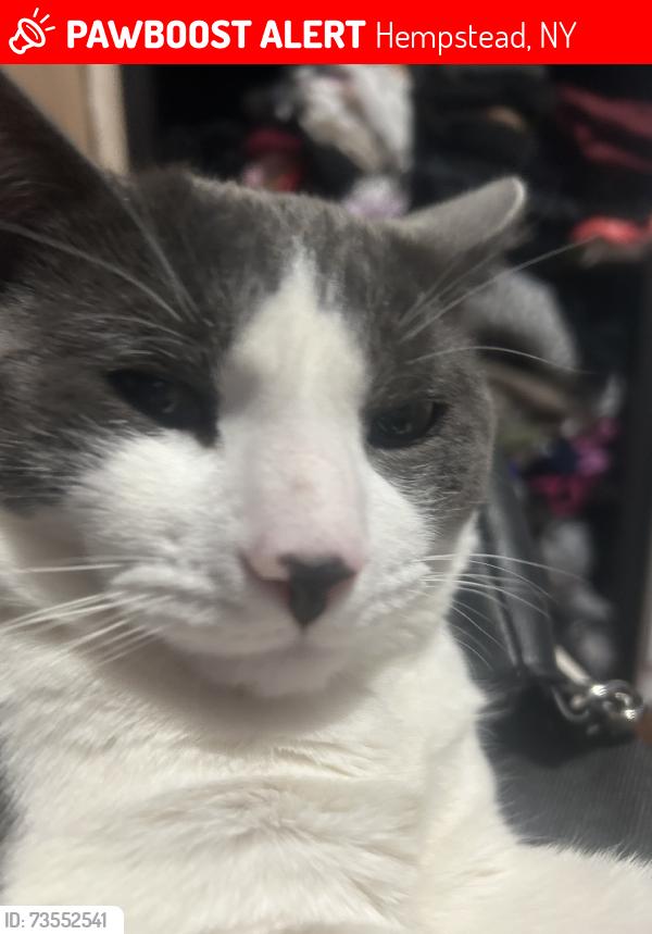 Lost Male Cat last seen Near Robson st, Hempstead, NY 11550