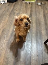 Found/Stray Female Dog last seen Yummi fruit, Grand Prairie, TX 75050