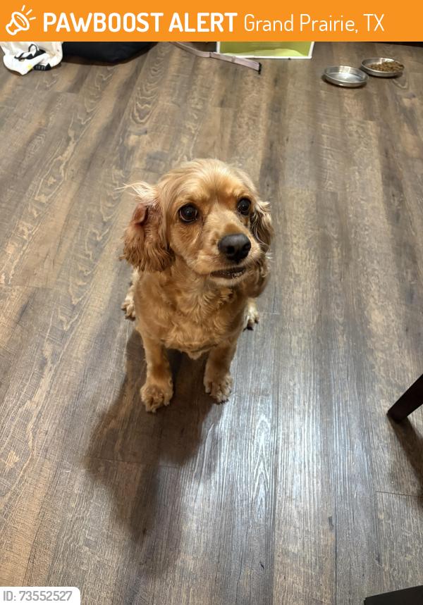 Found/Stray Female Dog last seen Yummi fruit, Grand Prairie, TX 75050