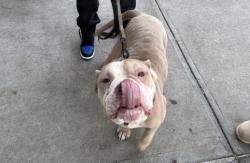 Shelter Stray Male Dog last seen Near Tieboot Avenue, BRONX, NY, 10457, 326 E 110th St, New York, NY 10029, USA
