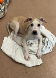 Shelter Stray Male Dog last seen Near Beyer, Chula Vista, CA, 91911, 5500 Gaines St, San Diego, CA 92110, USA