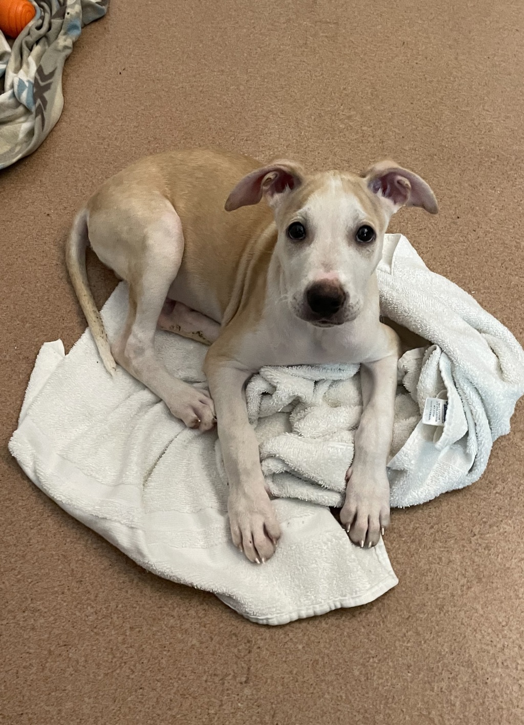 Shelter Stray Male Dog last seen Near Beyer, Chula Vista, CA, 91911, 5500 Gaines St, San Diego, CA 92110, USA