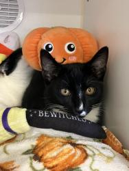 Shelter Stray Male Cat last seen Near Gayneswood Way, San Diego, CA, 92139, El Cajon, CA 92020, USA