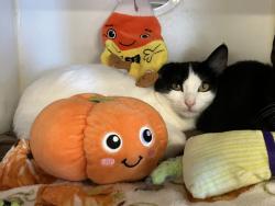 Shelter Stray Female Cat last seen Near Gayneswood Way, San Diego, CA, 92139, El Cajon, CA 92020, USA