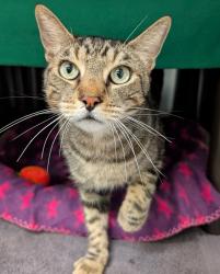 Shelter Stray Male Cat last seen Near 43rd Street, San Diego, CA, 92105, 5500 Gaines St, San Diego, CA 92110, USA