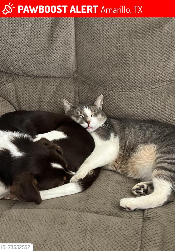 Lost Male Cat last seen 34th, Paramount, Amarillo, TX 79109