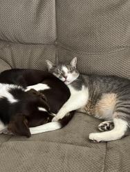 Lost Male Cat last seen 34th, Paramount, Amarillo, TX 79109