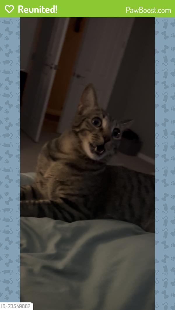 Reunited Male Cat last seen Gainey club drive, Scottsdale, AZ 85258