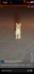 Lost Unknown Dog last seen Aphena and Helena Circle Mission Viejo, Mission Viejo, CA 92692
