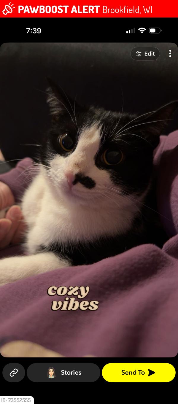 Lost Male Cat last seen Leanore Ln & Mt Vernon brookfield, wi, Brookfield, WI 53122