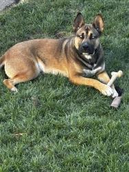 Reunited Male Dog last seen South shore dr 82, Chicago, IL 60617