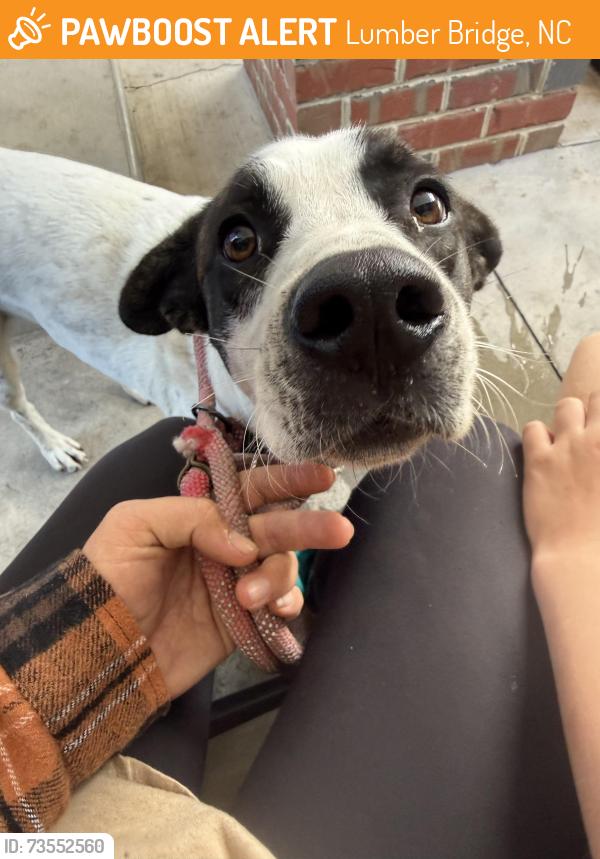 Found/Stray Male Dog last seen Rockfish rd, Lumber Bridge, NC 28357