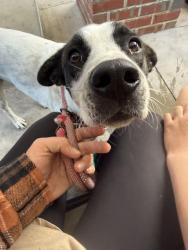 Found/Stray Male Dog last seen Rockfish rd, Lumber Bridge, NC 28357