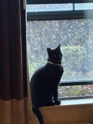 Reunited Male Cat last seen south end of El Cerro Drive, El Sobrante, El Sobrante, CA 94803
