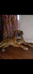 Lost Male Dog last seen algonquin plwy, Louisville, KY 40208