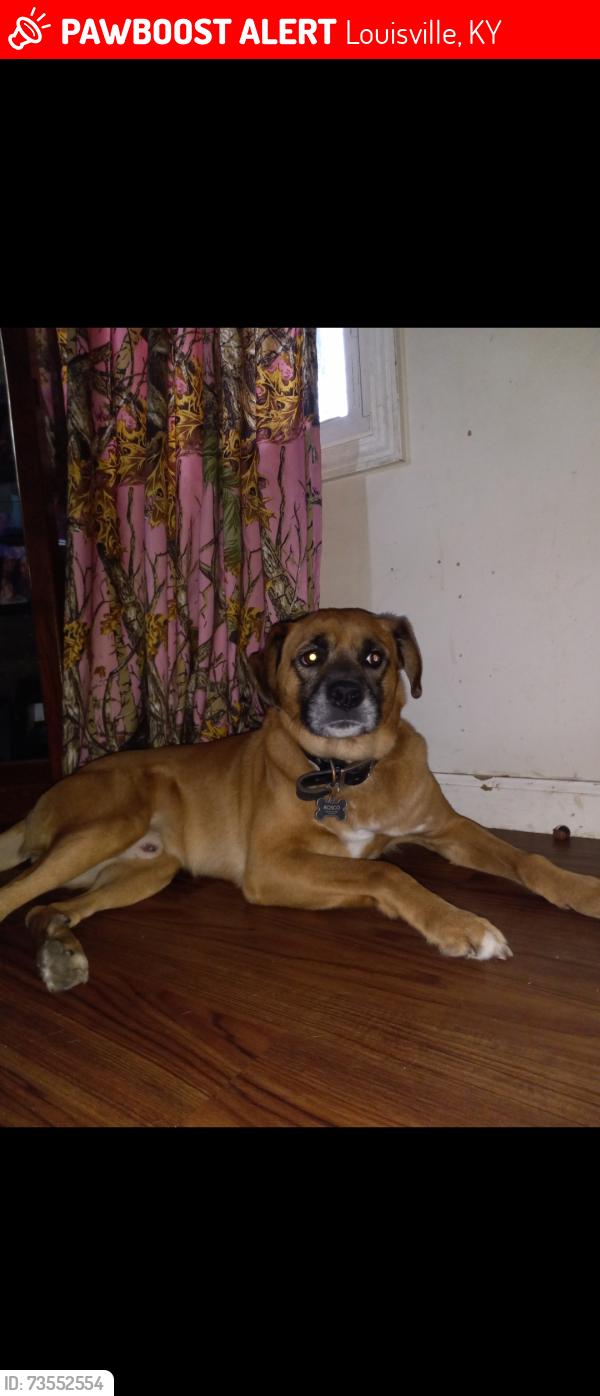 Lost Male Dog last seen algonquin plwy, Louisville, KY 40208