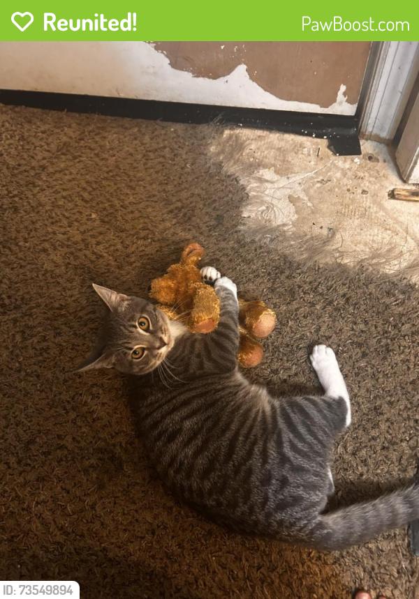 Reunited Male Cat last seen The apmt hillside square, Gainesville, GA 30504