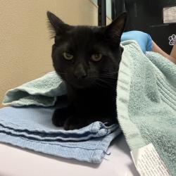 Shelter Stray Male Cat last seen , 2608 Center St, Tacoma, WA 98409, USA