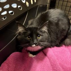 Shelter Stray Female Cat last seen , 2608 Center St, Tacoma, WA 98409, USA