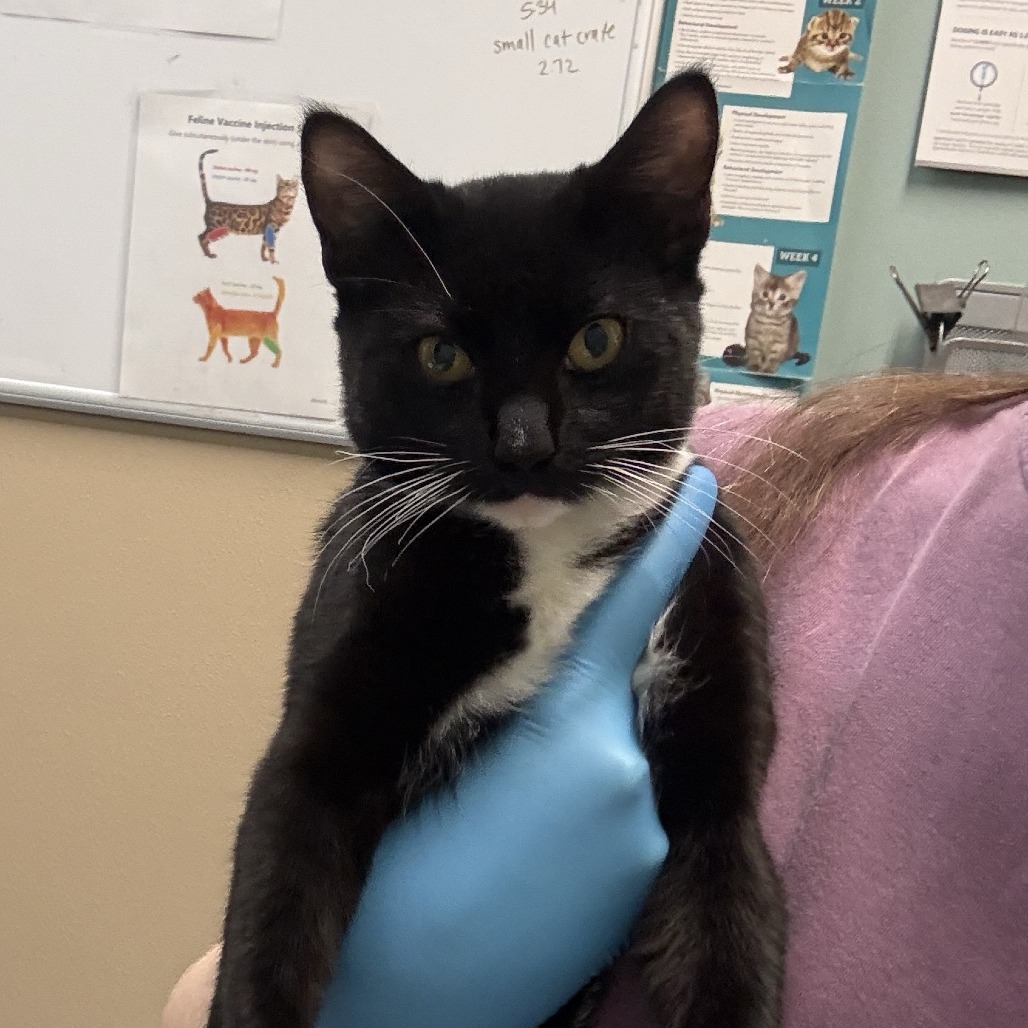 Shelter Stray Male Cat last seen , 2608 Center St, Tacoma, WA 98409, USA